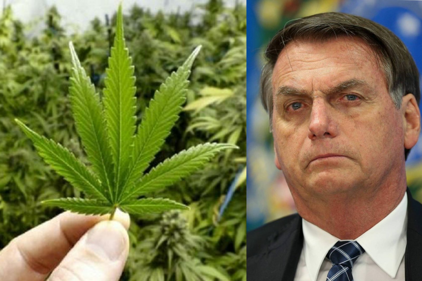 Bolsonaro vota contra, mas ONU aprova retirada da maconha da lista de drogas perigosas