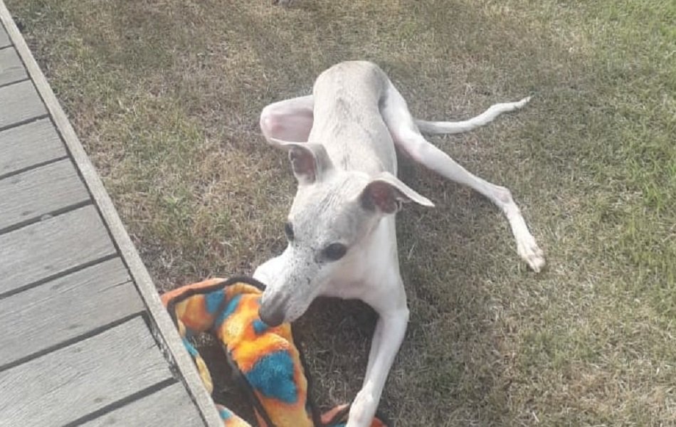 Norbert Anitta