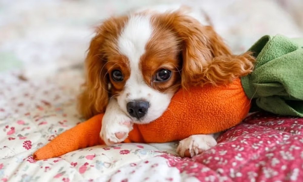 Alemanha começa a cobrar impostos de cachorros e faz arrecadação bilionária