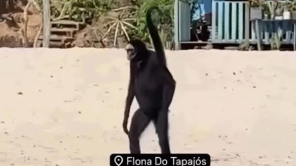 Vídeo: macaco-aranha surge em praia e encanta turistas no Pará