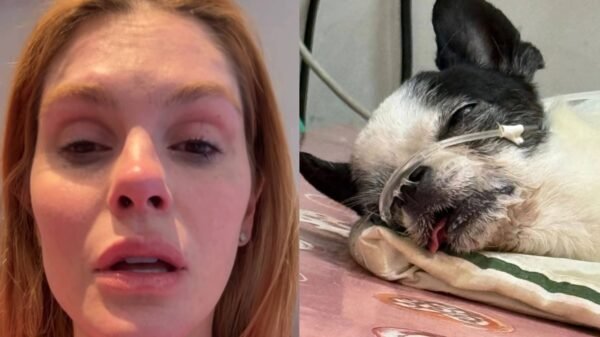Bárbara Evans se desespera com convulsão de seu cachorro Enrico: "Orações por ele"