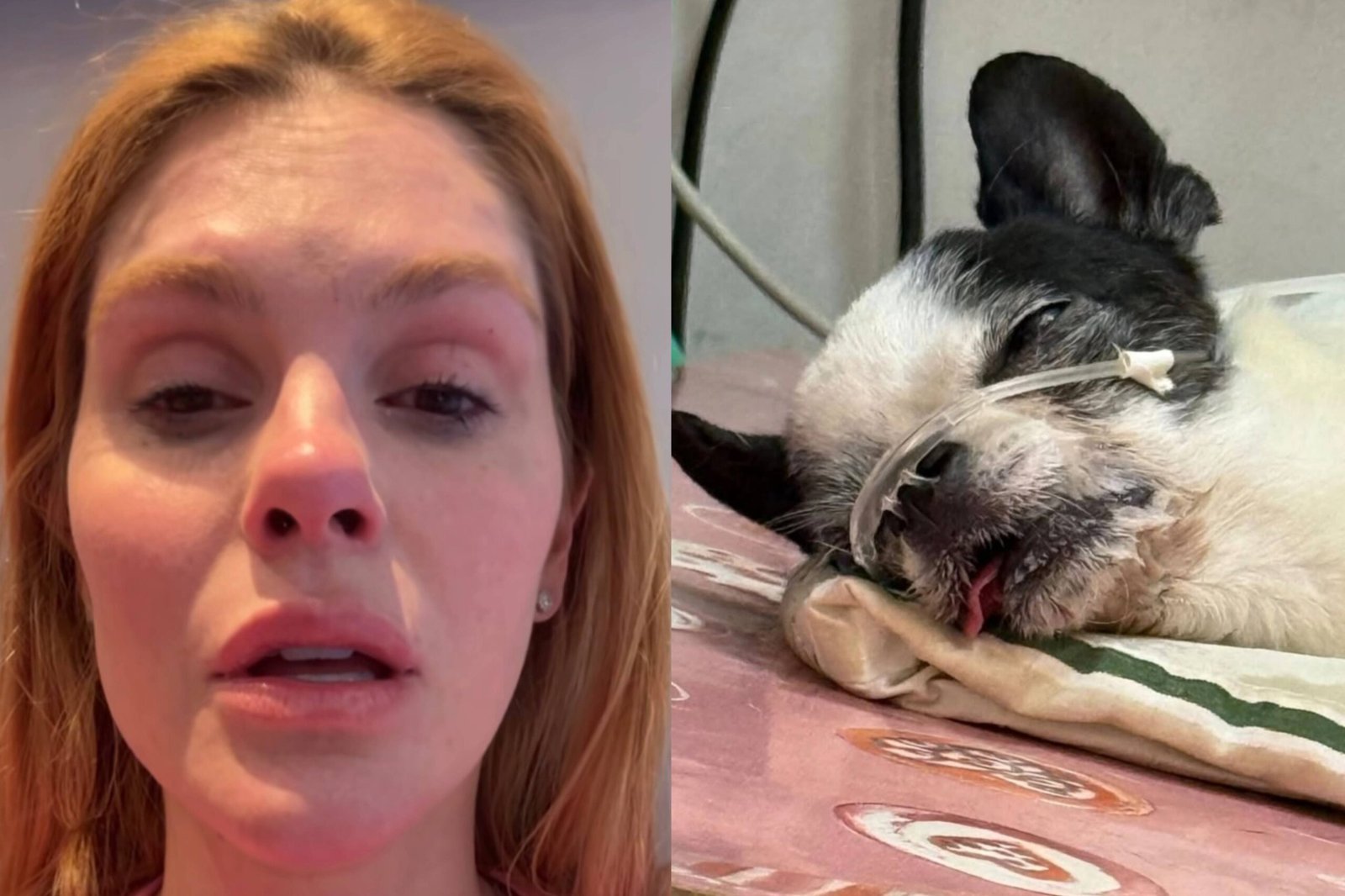 Bárbara Evans se desespera com convulsão de seu cachorro Enrico: "Orações por ele"