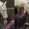 Cavalo morde a cabeça de Dudu Camargo em 'A Fazenda'