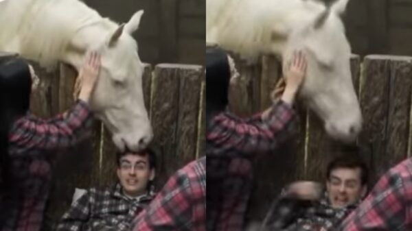 Cavalo morde a cabeça de Dudu Camargo em 'A Fazenda'