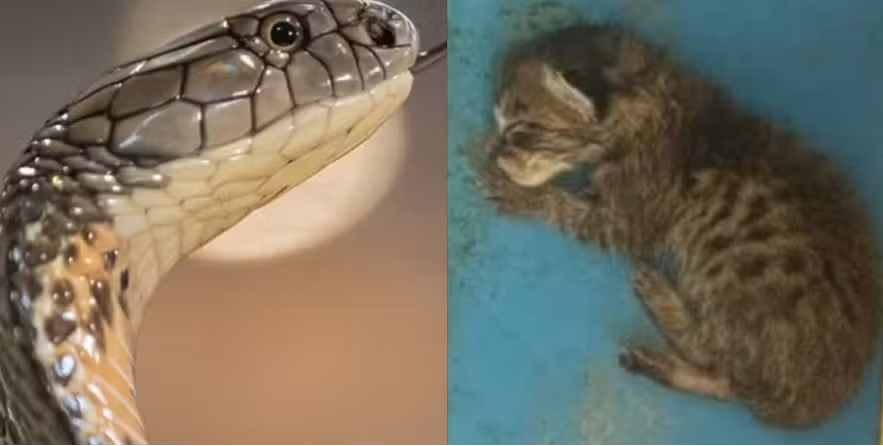 Professora é investigada por alimentar cobra com filhote de gato vivo em sala de aula