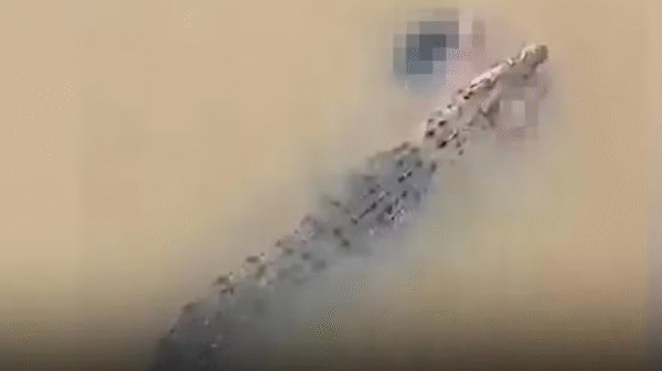 Vídeo mostra crocodilo nandando com corpo de mulher na boca - Reprodução/ X