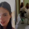Sthefany Brito faz alerta após cachorros e porco-espinho se atacarem — Foto: Reprodução/Instagram