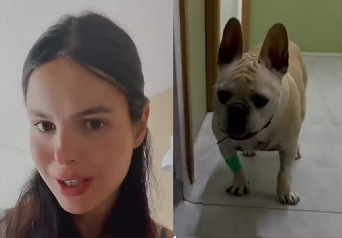 Sthefany Brito faz alerta após cachorros e porco-espinho se atacarem — Foto: Reprodução/Instagram
