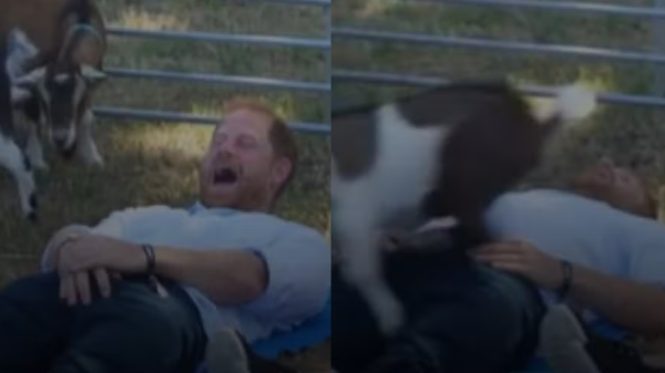 Cabra acerta partes íntimas do príncipe Harry durante ioga e vídeo viraliza 4 harry atingido parte intima