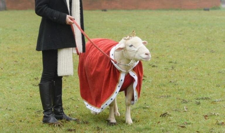 Morre Ovelha Chanel, influenciadora pet com mais de 720 mil seguidores 46 Morre Ovelha Chanel, influenciadora pet com mais de 720 mil seguidores