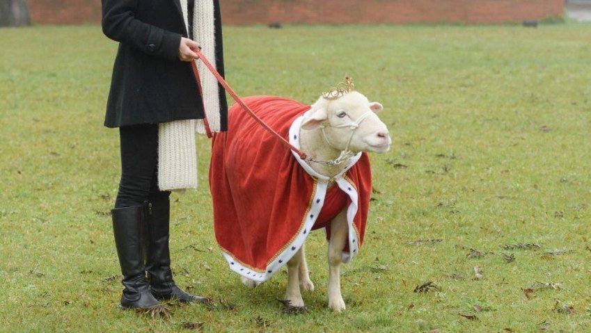 Morre Ovelha Chanel, influenciadora pet com mais de 720 mil seguidores