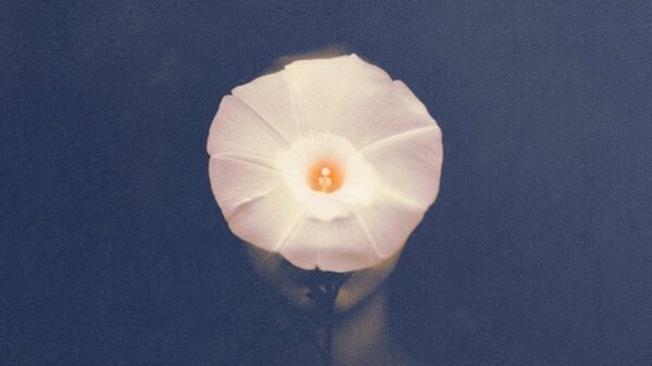 Ghost Rebel Club apresenta Moonflowers, álbum que une surrealismo poético e pop cinematográfico